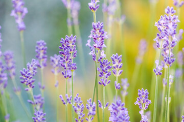 Naklejka premium Soft focus on beautiful lavender flowers in summer garden