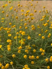 Yellow flowers dots in a green meadow summer day in the sunshine nature outside colorful