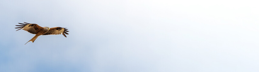 Flying red kite, Milvus Milvus, bird photography. Panorama background, blue white gradient wide, minimalist backdrop. Copy space and place for text.