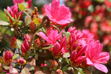 Obraz premium Red Azalea with the sunlight at Kyoto, Japan