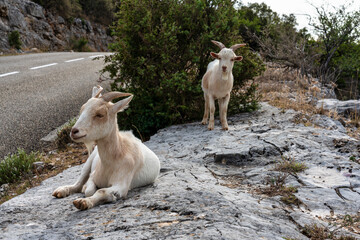 Goat in the Canyon of Ardeche in France