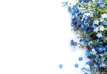 Forget-me-nots on white  background