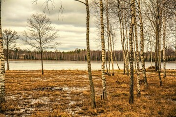 Obraz premium birches on the lake