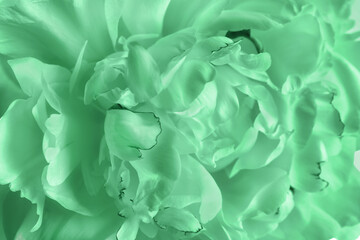 Closeup view of beautiful blooming peonies as background. Image toned in mint color