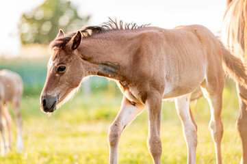 Cute little adorable horse foal in sunset on meadow. Fluffy beautiful healthy little horse filly.