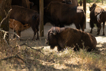 Bison resting in a paddock, or in a zoo or a nature reserve, wildlife