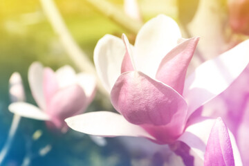 Obraz na płótnie Canvas Closeup view of blossoming spring tree outdoors, color toned