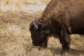 Bison grazes in a field, forest or reserve, nature, animals