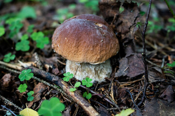 Mushrooms in their natural environment under the shade of trees (raw mushrooms, aspen mushrooms, porcini mushrooms, chanterelles).