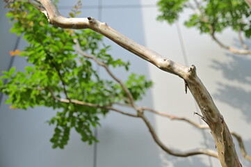 サルスベリ