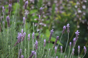 庭に咲く美しいラベンダーの花々
Lavender flowers blooming in the garden.