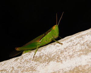 green grasshopper on a wall