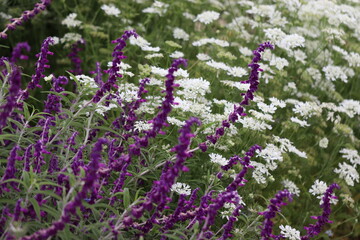 紫のメキシカンセージと白いノラニンジンの花
Purple Mexican sage flower and white flower.