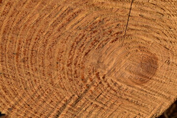 Naklejka premium wood texture background