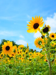 ヒマワリ（サンフィニティ）