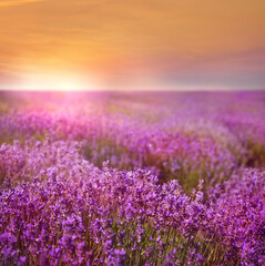 Naklejka premium Beautiful view of blooming lavender field at sunset