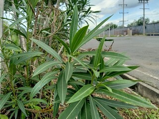 aloe vera plantation