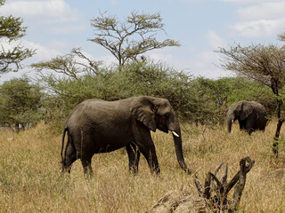 Fototapeta premium Loxodonta africana