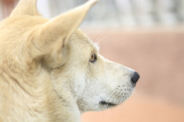 Close-up portrait of dog looking at camera
