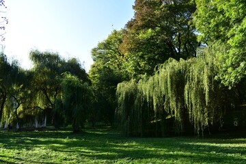 trees in the park