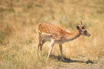 Naklejka na ściany i meble Little deer in a field or zoo or reserve, wildlife in Africa