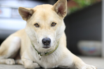 Close-up portrait of dog looking at camera