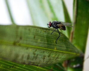 close up of a fly