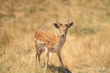 Little horned deer in a reserve or zoo on a background of dry grass