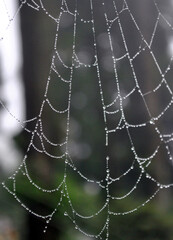Dews in cobweb looms like pearls neckless looks mesmerizing at Darjeeling, India. Monsoon gives a tremendous different variety of pictorial views to capture.