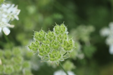 白いノラニンジンの花のつぼみ
Small buds of white carrot flowers.