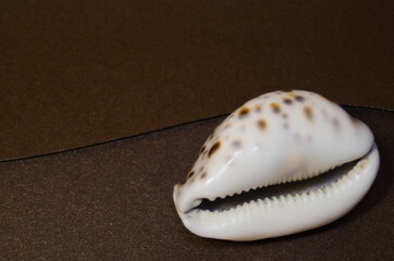white mother-of-pearl shell with dark round spots on the surface against the background of a dark envelope made of thick paper