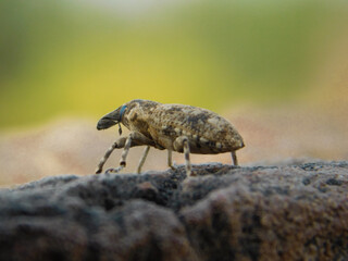 beetle on the ground