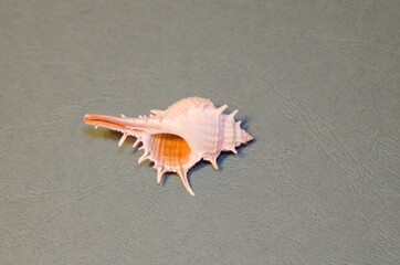 small light white and brown ocean shell with thorns on an embossed background close-up