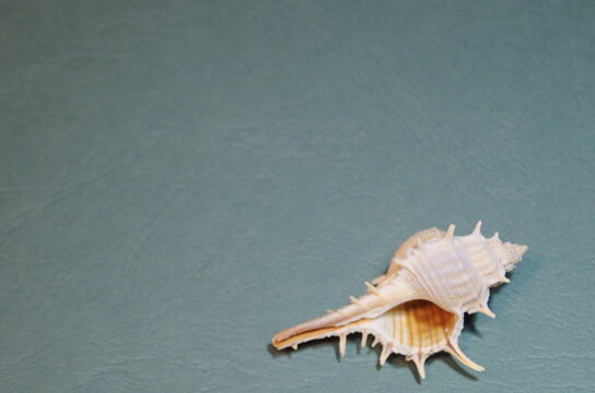 small light white and brown ocean shell with thorns on an embossed blue-green background close-up