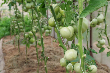 Tomatoes on a branch in the greenhouse. Growing tomatoes in the greenhouse. Unripe green tomatoes....