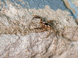 spider on a wall