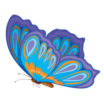 color butterfly, isolated object on a white background, vector illustration,