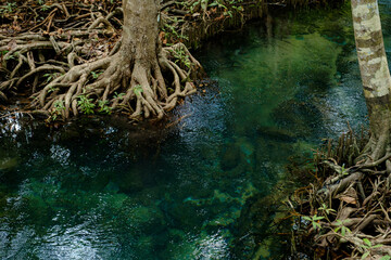 National Park in Krabi Province, Thailand with mangrove forests