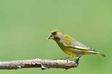 The european grenfinch sitting and eating sunflower and seeds on the feeder rack