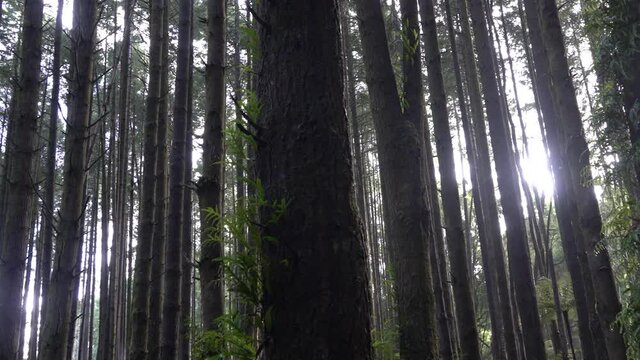 Californian redgum forest trees footage left to right