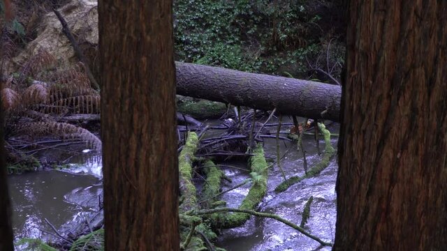 Murky River Stream Flowing In Redgum Forest