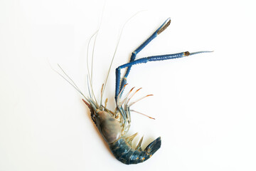 the 1 big prawn long muscle laid on a white background, Prawn or tiger shrimp isolated on white background, River shrimp or prawn raw on white background, Giant tiger prawn on a white background.