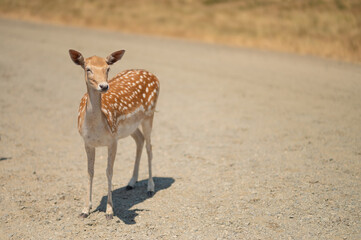 Little deer in a field or zoo or nature reserve