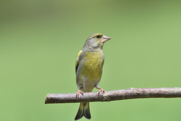 The european grenfinch sitting and eating sunflower and seeds on the feeder rack