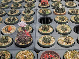 Gymnocalycium mihanovichii hybrid and pink flower blossom in flower pot with many cactus blurred background.