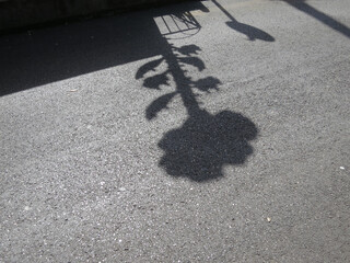 shadow of a flower and its leafs on an asphalt road