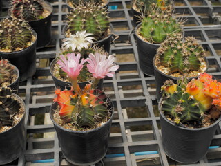 Colorful Gymnocalycium mihanovichii hybrid cactus with two pink flowers blossom with many cactus blurred background.