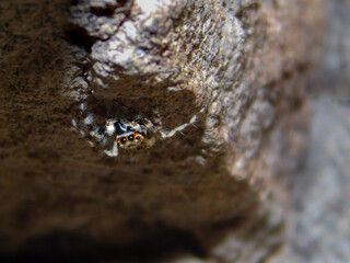 jumping spider hidden under a rock.