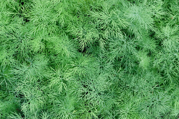 Fresh lush dill background with on herbal farm