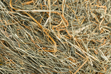 Hay Texture Straw Background Fodder Green Dry Grass in Haystack